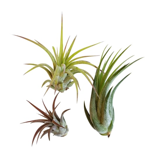 it-blooms-rainforest-grown-3-pack-ionantha-air-plants-assorted-sizes-live-tillandsia-1-to-3-inches-4