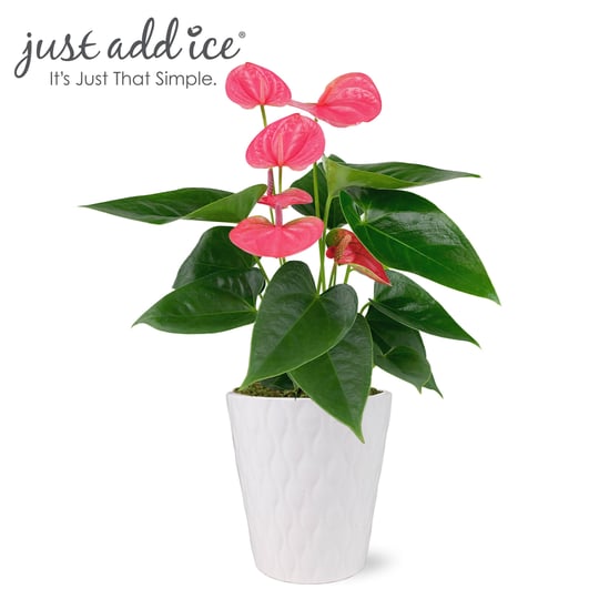 just-add-ice-14-18-inch-tall-pink-sweet-dream-anthurium-live-plant-in-5-inch-moss-topped-white-ceram-1