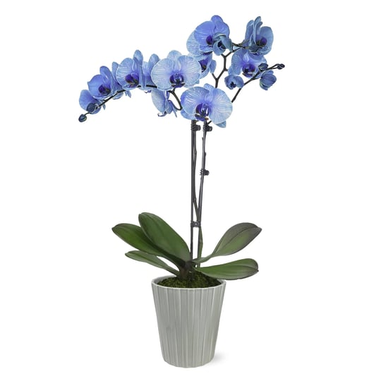 just-add-ice-ja5016-blue-watercolor-orchid-in-grey-nate-ceramic-pottery-live-indoor-plant-long-lasti-1