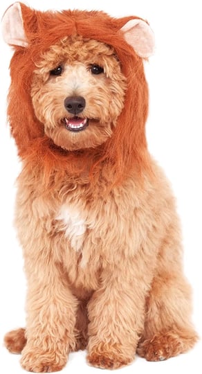 lions-mane-for-pets-1