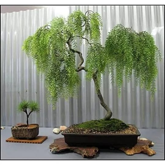 live-dwarf-australian-weeping-willow-bonsai-tree-fast-growing-indoor-outdoor-bonsai-material-1