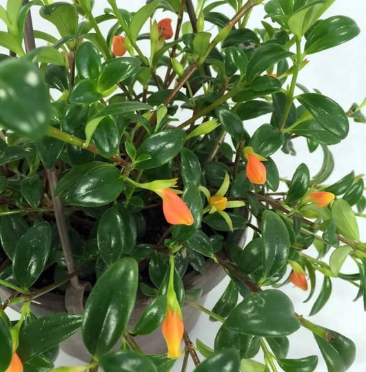 ohio-grown-goldfish-plant-6-hanging-basket-blooms-frequently-1