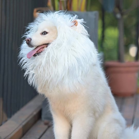 onmygogo-lion-mane-wig-for-dogs-with-ears-funny-pet-costumes-for-halloween-christmas-size-m-white-1