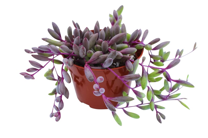 othonna-capensis-ruby-necklace-4-succulent-live-plants-succulents-plants-live-succulent-plants-fully-1