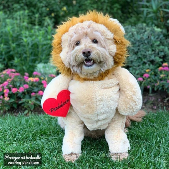 pandaloon-walking-lion-with-mane-dog-and-pet-costume-as-seen-on-shark-tank-size-4-1