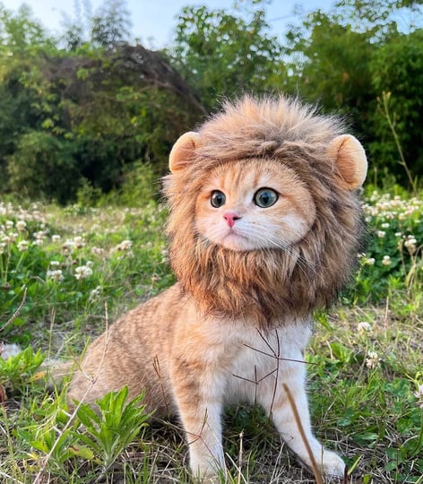 penvinoo-lion-mane-wig-for-catdog-and-cat-costumefunny-pet-cat-costumes-for-halloween-christmas-part-1