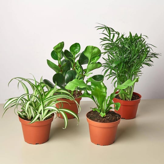 pet-friendly-variety-bundle-5