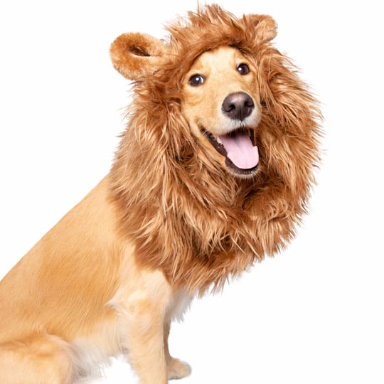 pet-krewe-lion-mane-1