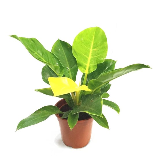 philodendron-moonlight-live-plant-in-a-4-inch-growers-pot-philodendron-moonlight-extremely-rare-indo-1