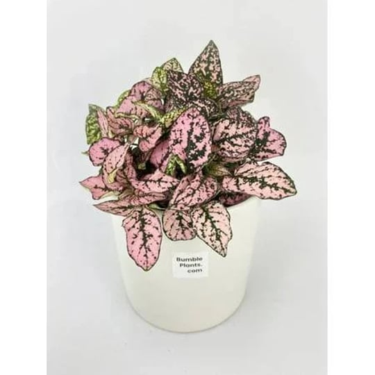 pink-polka-dot-plant-hypoestes-phyllostachya-1