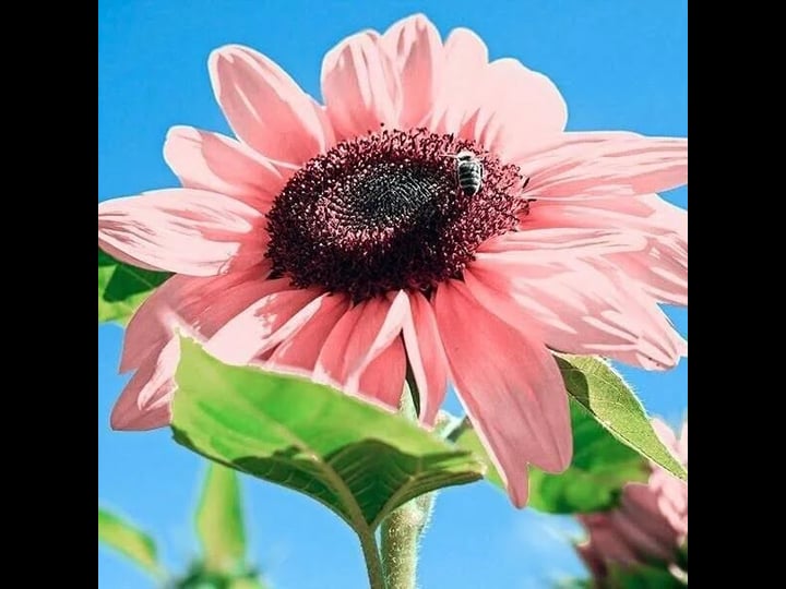 pink-sunflowers-rare-planting-sunflower-garden-bonsai-flower-organic-20-seeds-1