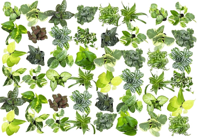 plants-for-pets-easy-to-grow-houseplants-48-pack-live-house-plants-in-plant-containers-growers-choic-1