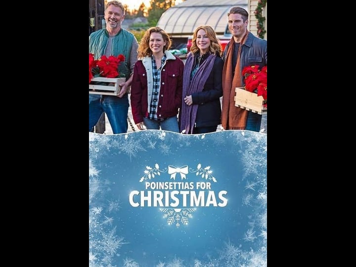 poinsettias-for-christmas-tt8451018-1
