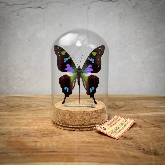 preserved-butterfly-taxidermy-real-purple-butterfly-display-butterfly-decor-for-insect-collection-gi-1