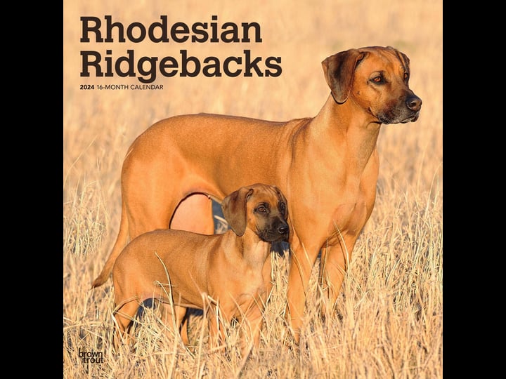 rhodesian-ridgebacks-2024-square-1