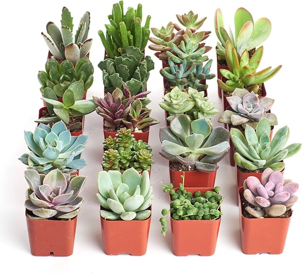shop-succulents-unique-succulent-plant-pack-bulk-collection-live-mini-succulent-plants-low-maintenan-1