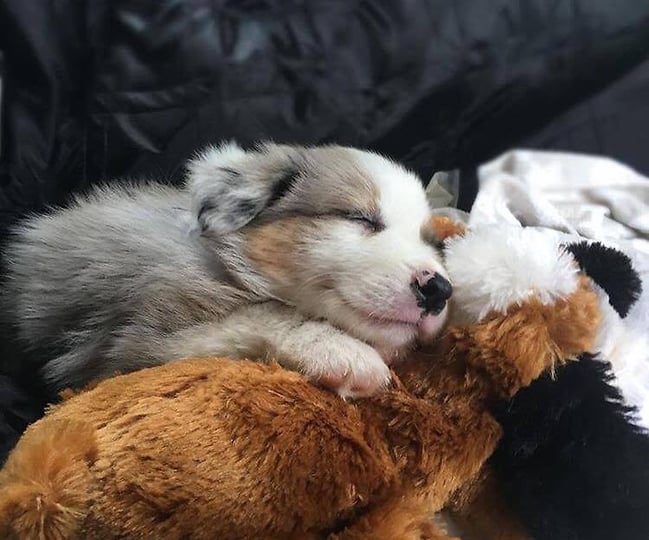 snuggle-puppy-behavioral-aid-toy-1