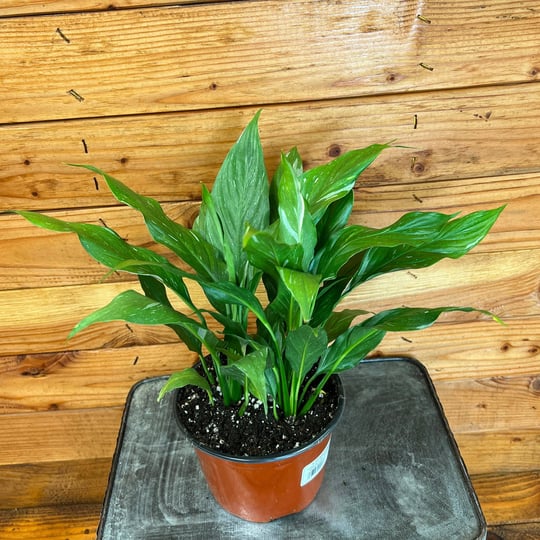 spathiphyllum-new-variegated-6-inch-plant-the-plant-farm-1