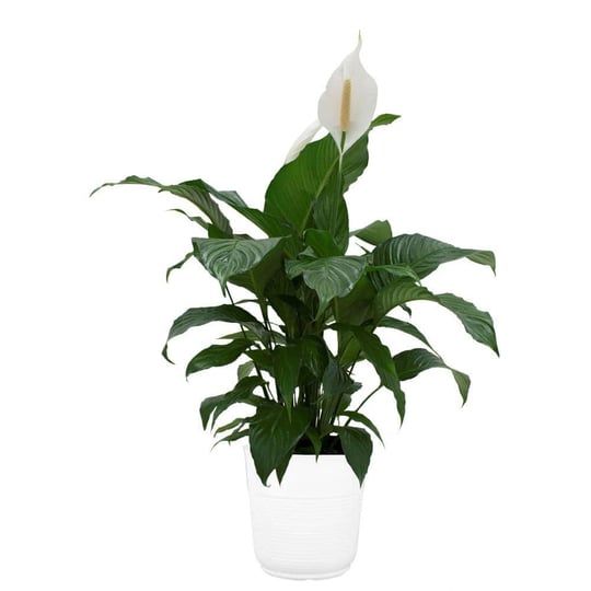 spathiphyllum-peace-lily-indoor-plant-in-9-25-in-white-paradise-planter-avg-shipping-height-2-3-ft-t-1