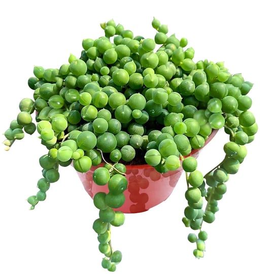 sprout-n-green-4-string-of-pearls-live-trailing-succulent-fully-rooted-in-pots-with-soil-mix-rare-ho-1