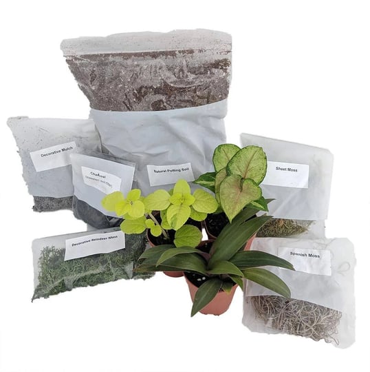 terrarium-fairy-garden-kit-with-3-plants-create-your-own-living-terrarium-1