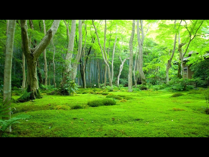 the-woods-1236573-1