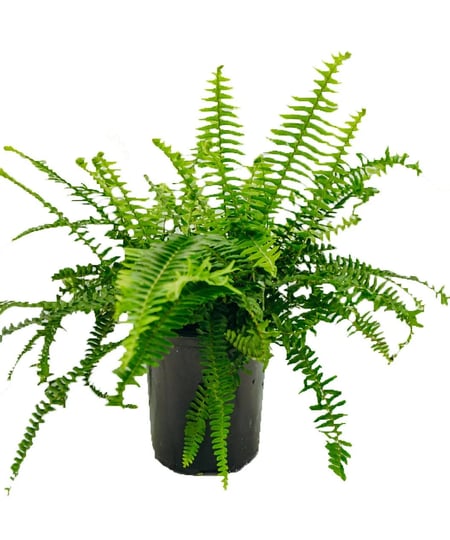 vigoro-1-gal-fern-kimberly-queen-plant-1