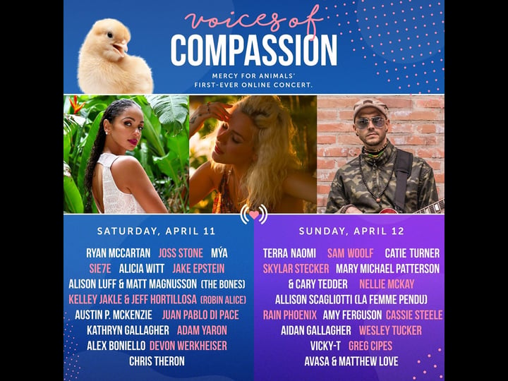 voices-of-compassion-4252879-1