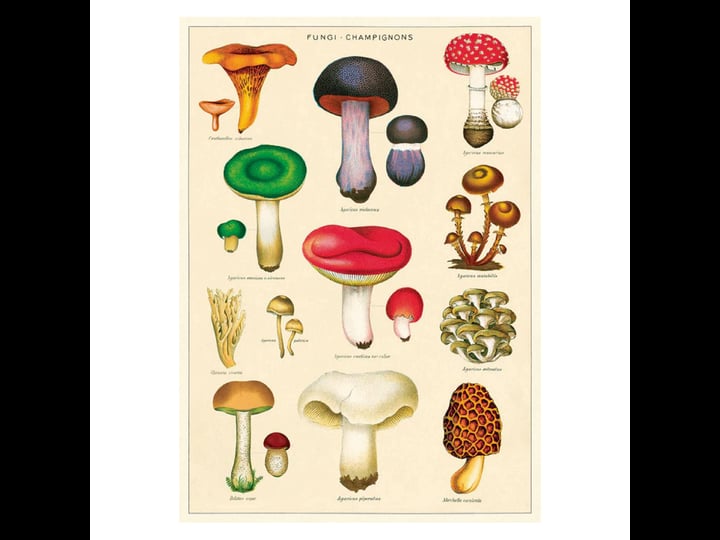 wrap-sheet-mushrooms-2-1