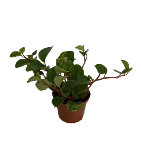 yerba-linda-plant-peperomia-cubensis-2-5-pot-easy-to-grow-1