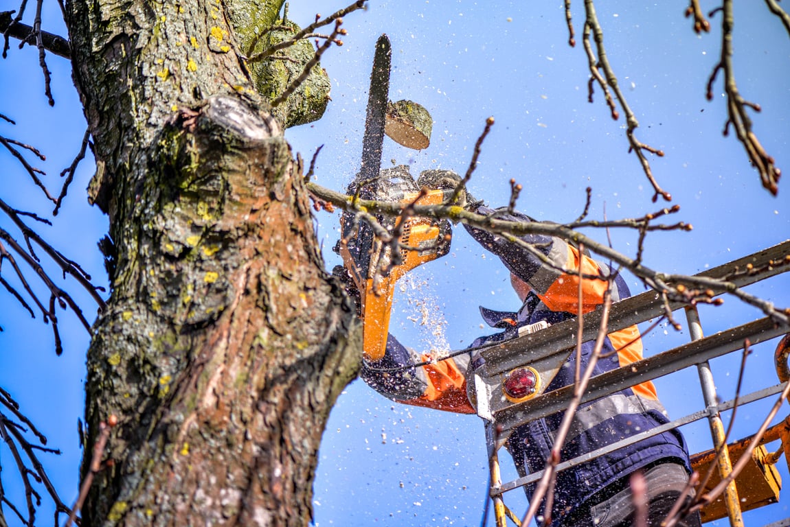 Why You Should Trim Your Trees Regularly