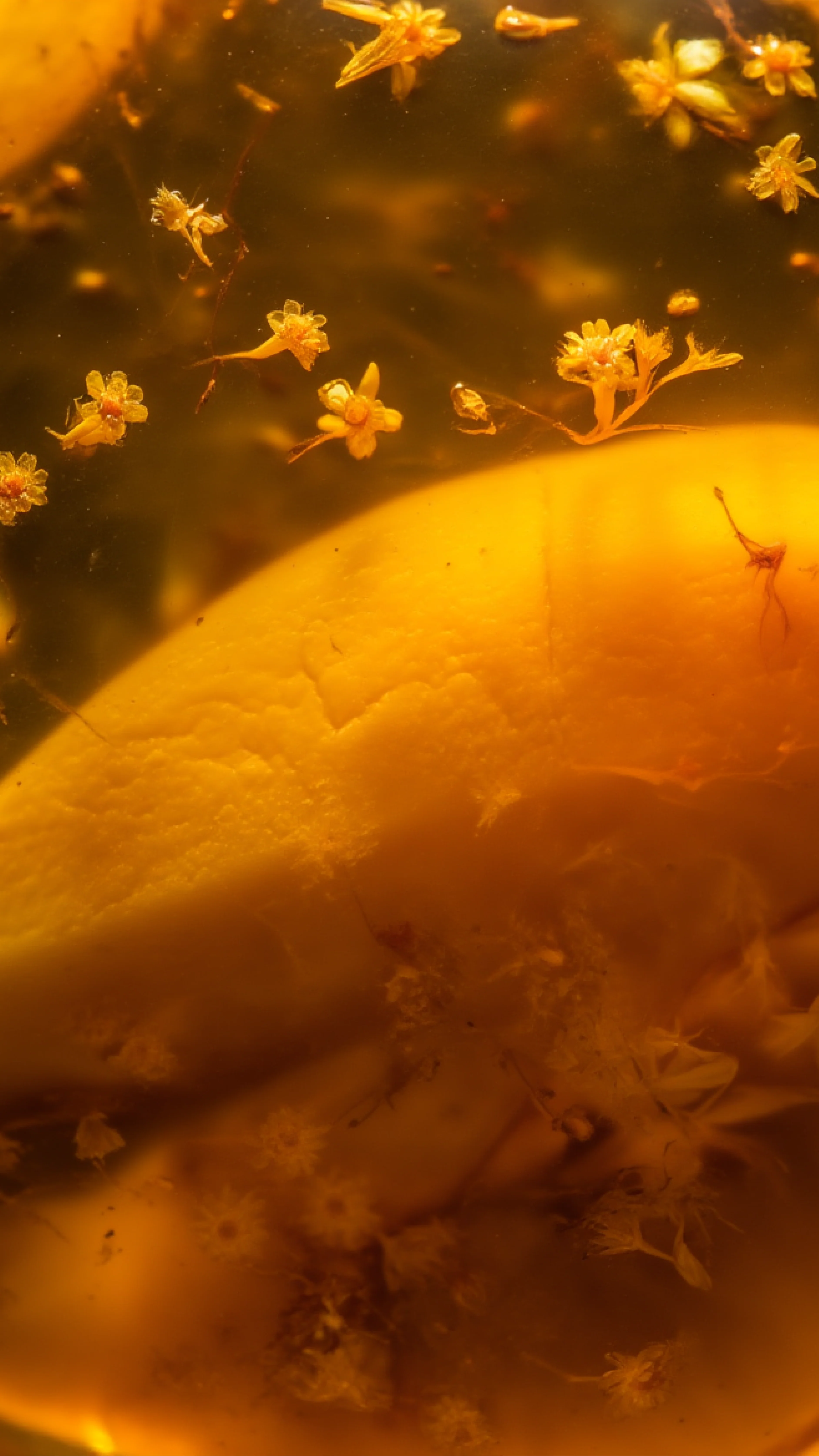 Olakala Product Shot 3