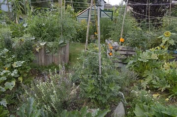 Échange de plantes, graines , ou semis