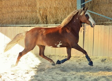 Equitation/discussion equitation