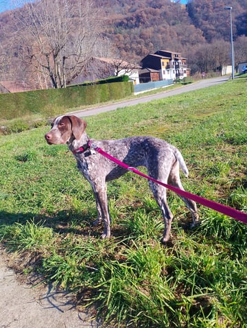 Balades chiens Allevard Goncelin et proche