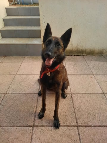 Sorties balades chiens