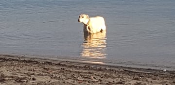 Balades avec chiens