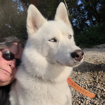 Ballade avec chiens