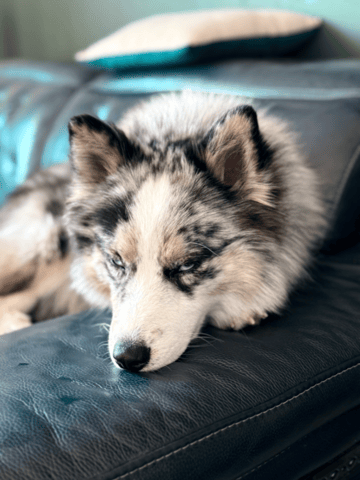 sortie avec les chiens