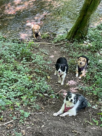 Rencontres propriétaires de chiens :)