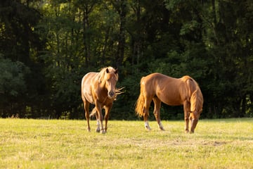 Équitation