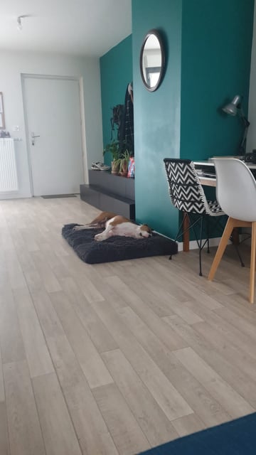 Cani-sortie