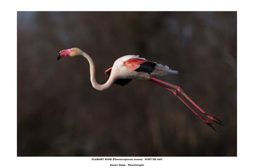 Sortie photo