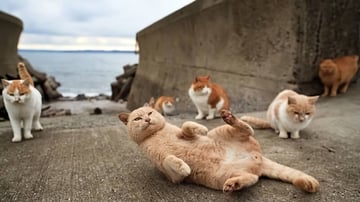 Les amoureux des animaux