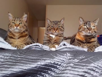 🐈‍⬛🐈‍⬛🐈 Félins