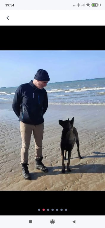Entre chiens