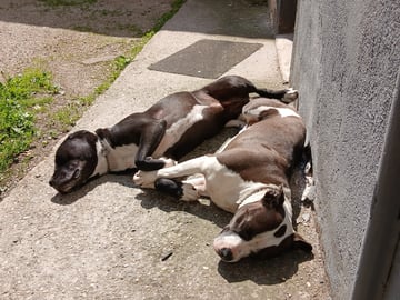 Balades chiens (ou pas 🤪)