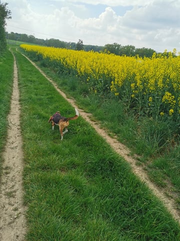 Promenade mesnils sur iton
