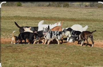Balade canine