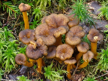 Chasseur de champignons